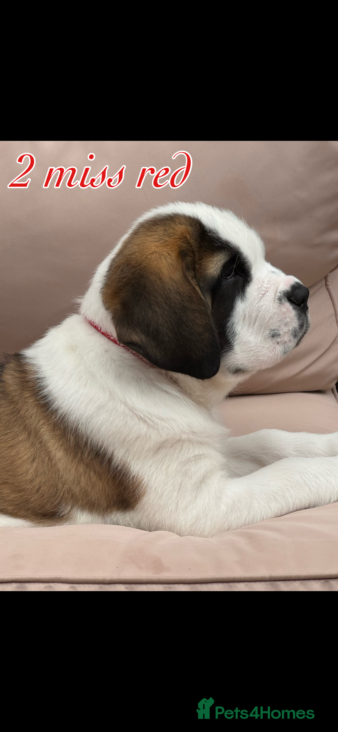 Saint Bernard dogs for sale: My bubba’s - Image 7