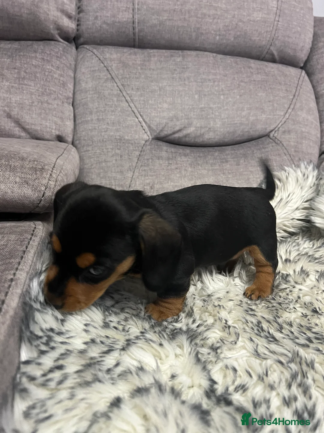 Dachshund dogs for sale: Adorable Dachshund puppies 4 boys 2 girls - Advert 18
