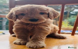 Double Doodle dogs for sale: Australian Goldendoodle puppies - Image 5