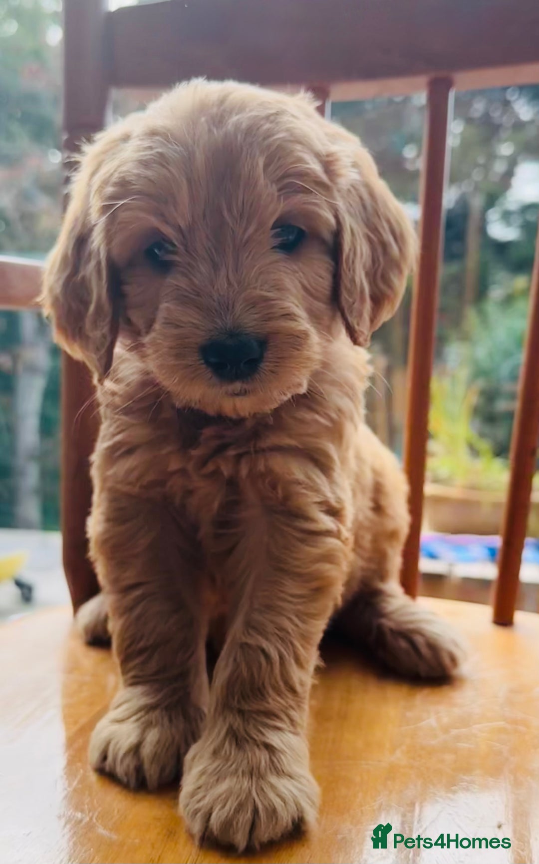 Double Doodle dogs for sale: Australian Goldendoodle puppies - Image 5