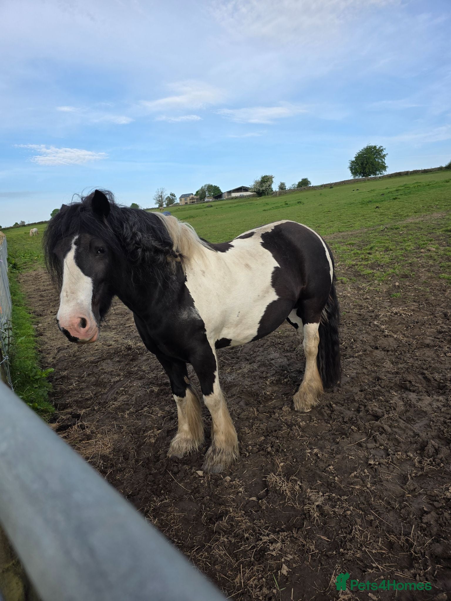English Warmblood horses Smartie - Advert 2