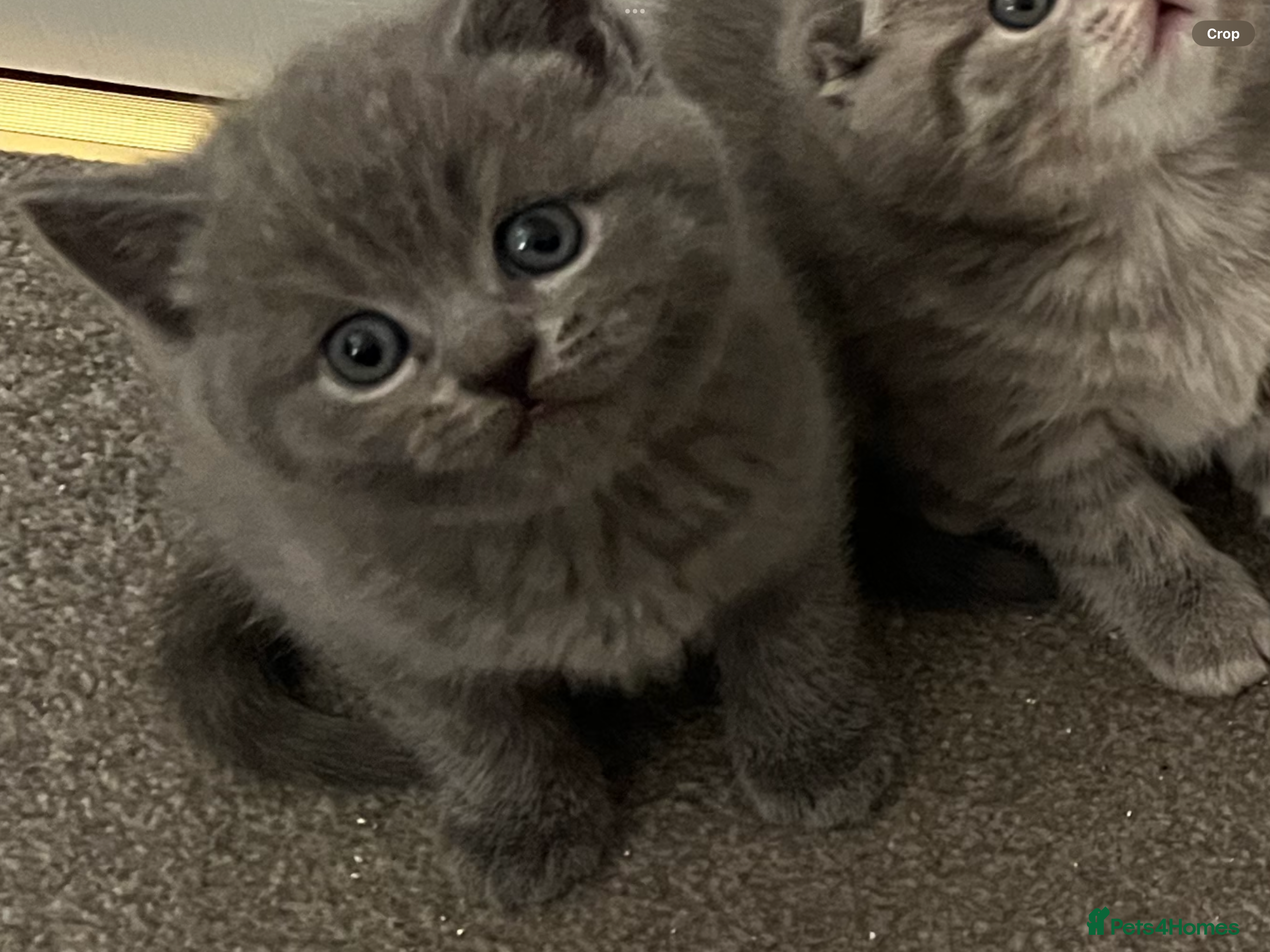 Scottish Fold cats Scottish straight male kitten - Advert 1