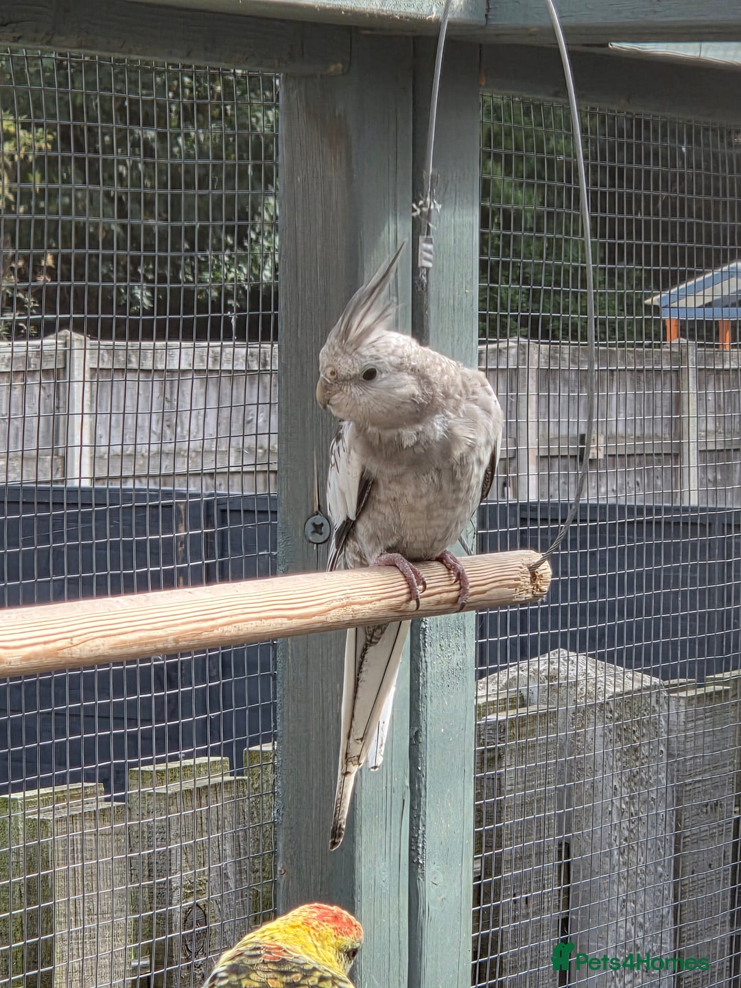 Cockatiels birds for sale: Stunning Young Silver Pearl Cockatiels For Sale - Image 10