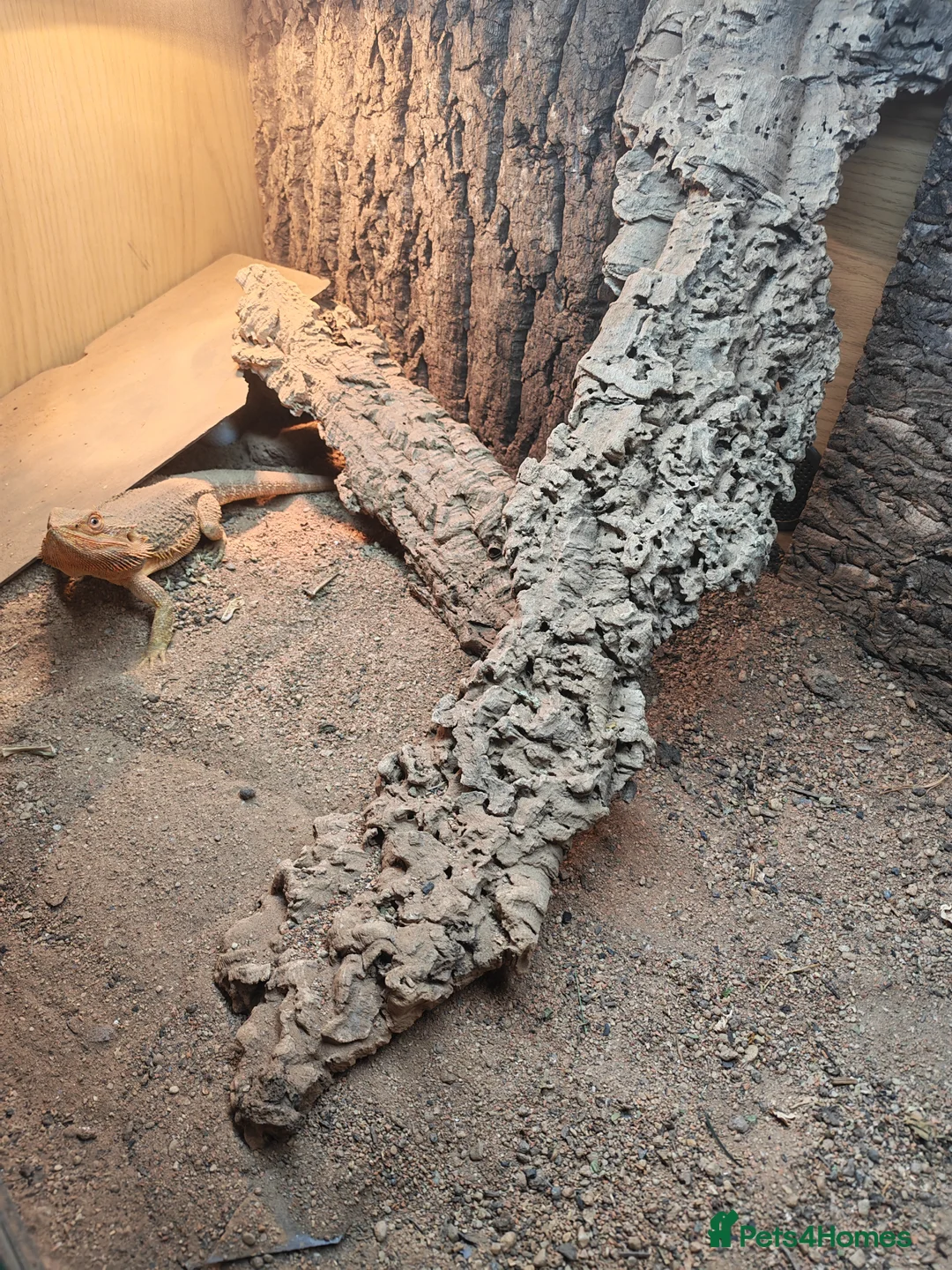 Bearded Dragon reptiles for sale: Bearded dragon with vivarium  in Grimsby - Advert 2