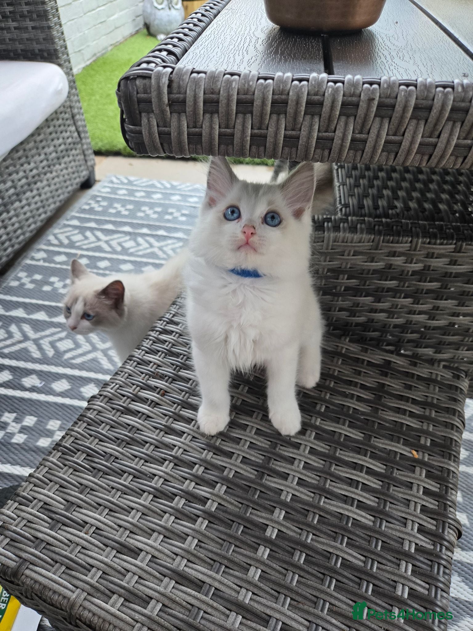 Ragdoll cats Beautiful purebred ragdoll boy kittens  - Advert 1