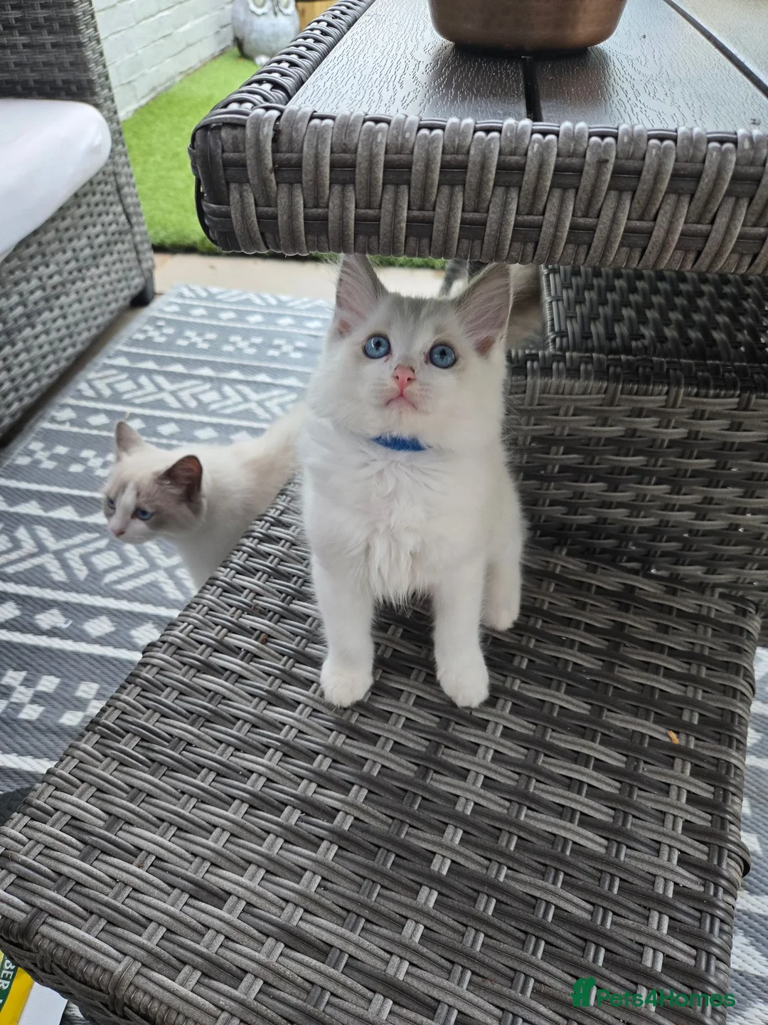 Ragdoll cats for sale: My last boy ragdoll  - Advert 2