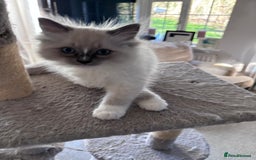 Ragdoll cats for sale: 4 Ragdoll kittens looking for their  forever home - Image 7