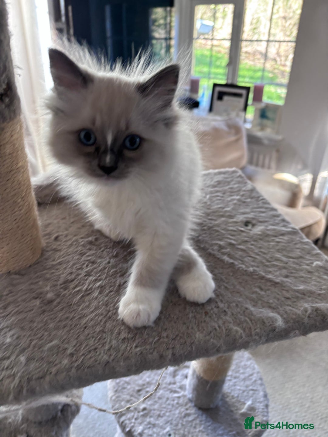 Ragdoll cats for sale: 4 Ragdoll kittens looking for their  forever home - Image 7