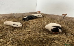Guinea Pig rodents for sale: Male Guinea pigs looking for new homes - Image 3