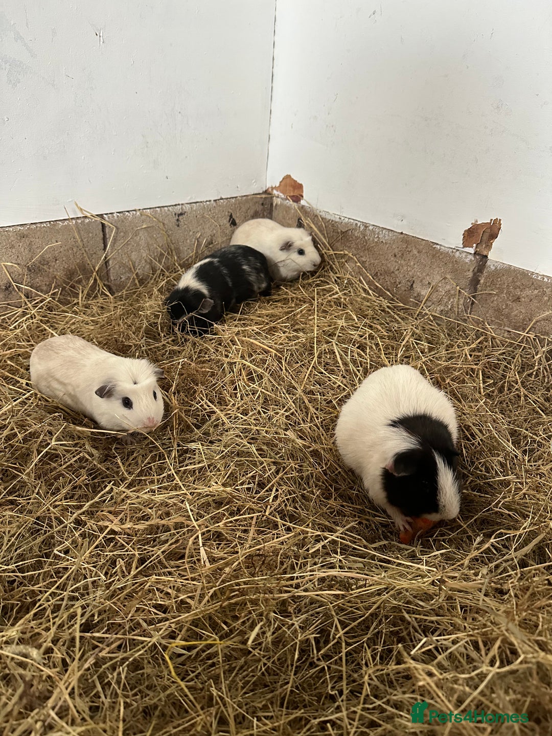 Guinea Pig rodents for sale: Male Guinea pigs looking for new homes - Image 3