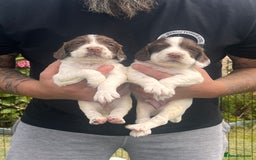English Springer Spaniel dogs for sale: English springer spaniel - Image 6