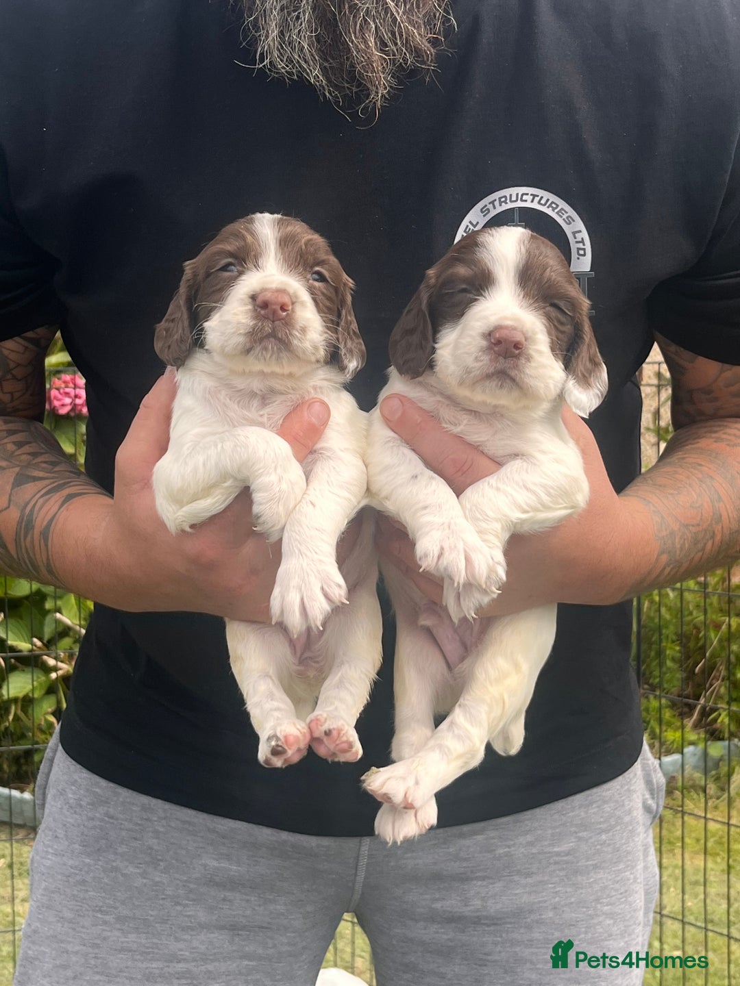 English Springer Spaniel dogs for sale: English springer spaniel - Image 6