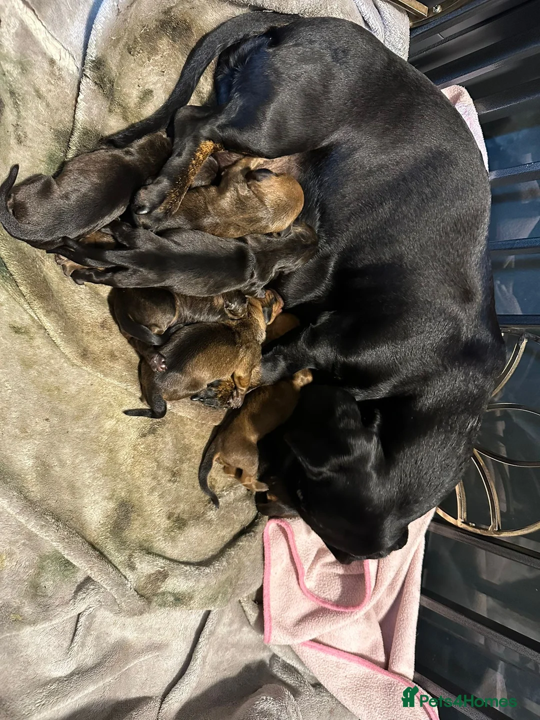 Miniature Dachshund dogs for sale: Miniature dachshunds  - Advert 8
