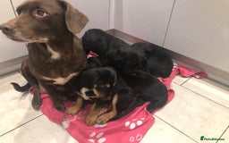 Mixed Breed dogs for sale: Rare black golden cocker puppies - Image 29