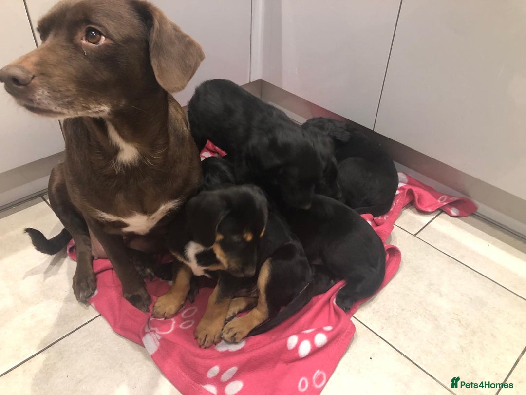 Mixed Breed dogs for sale: Rare black golden cocker puppies - Image 29