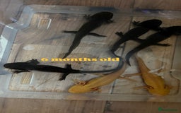 Axolotl reptiles for sale: Axolotl's looking for homes  - Image 8