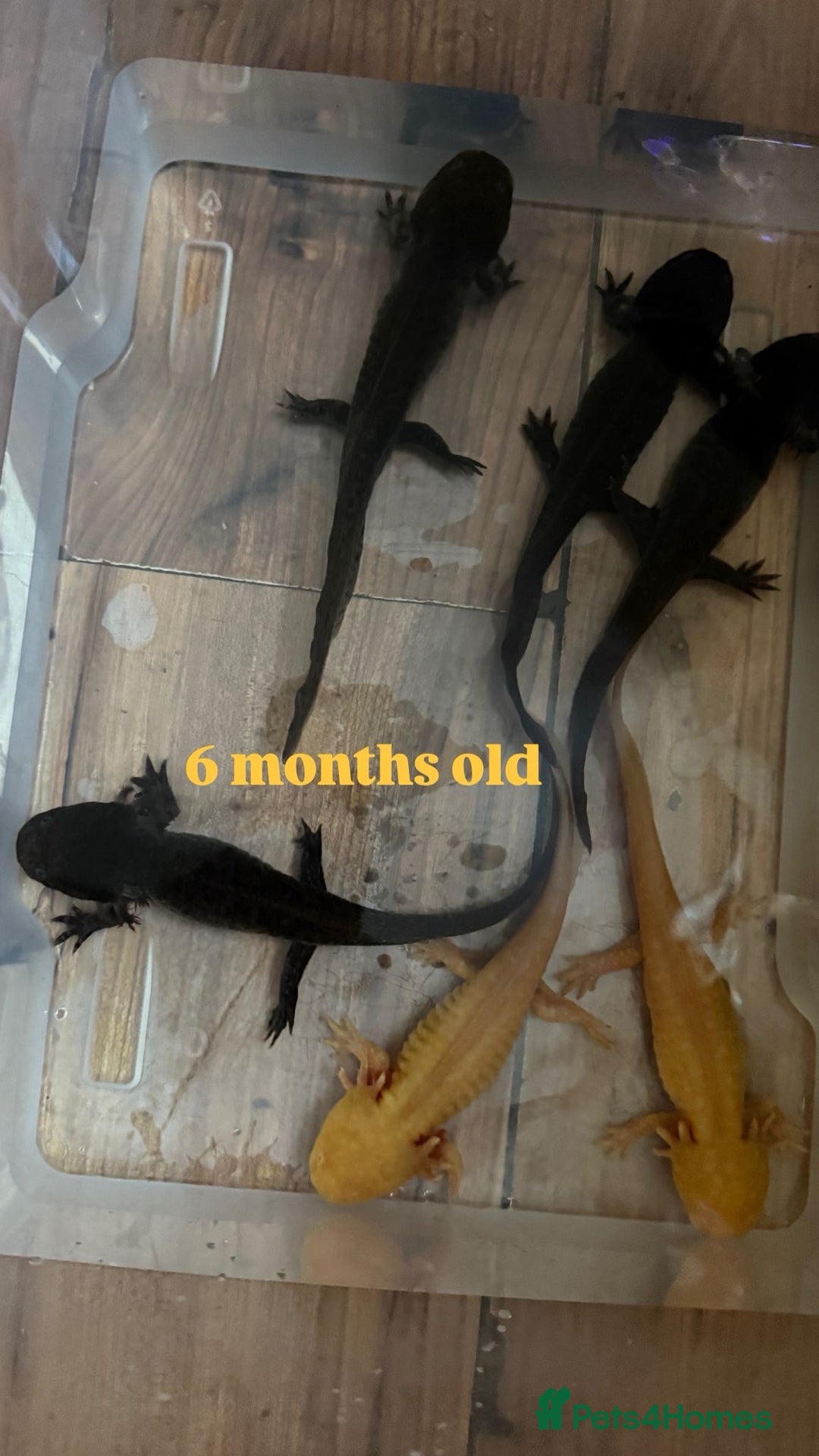 Axolotl reptiles for sale: Axolotl's looking for homes  - Image 8