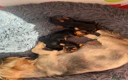 Yorkshire Terrier dogs for sale: Yorkshire terrier puppies  - Image 3