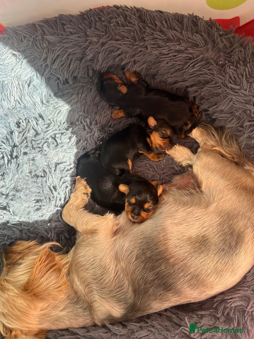 Yorkshire Terrier dogs for sale: Yorkshire terrier puppies  - Image 3