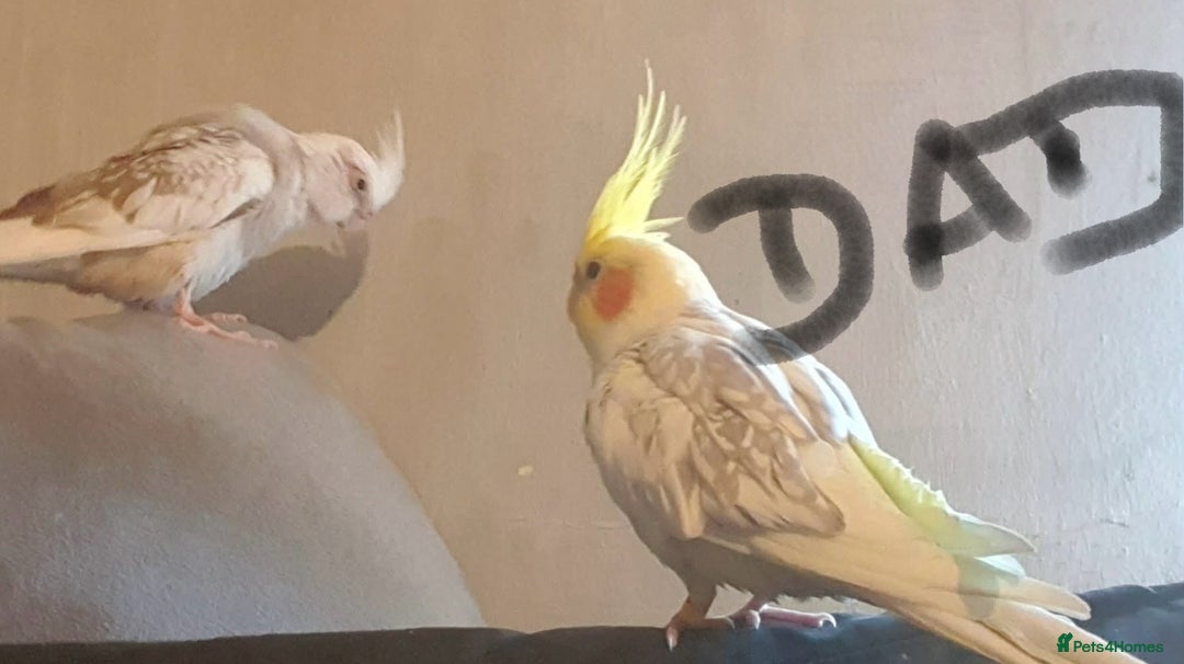 Cockatiels birds for sale:  Baby Cockatiels for sale - Advert 9