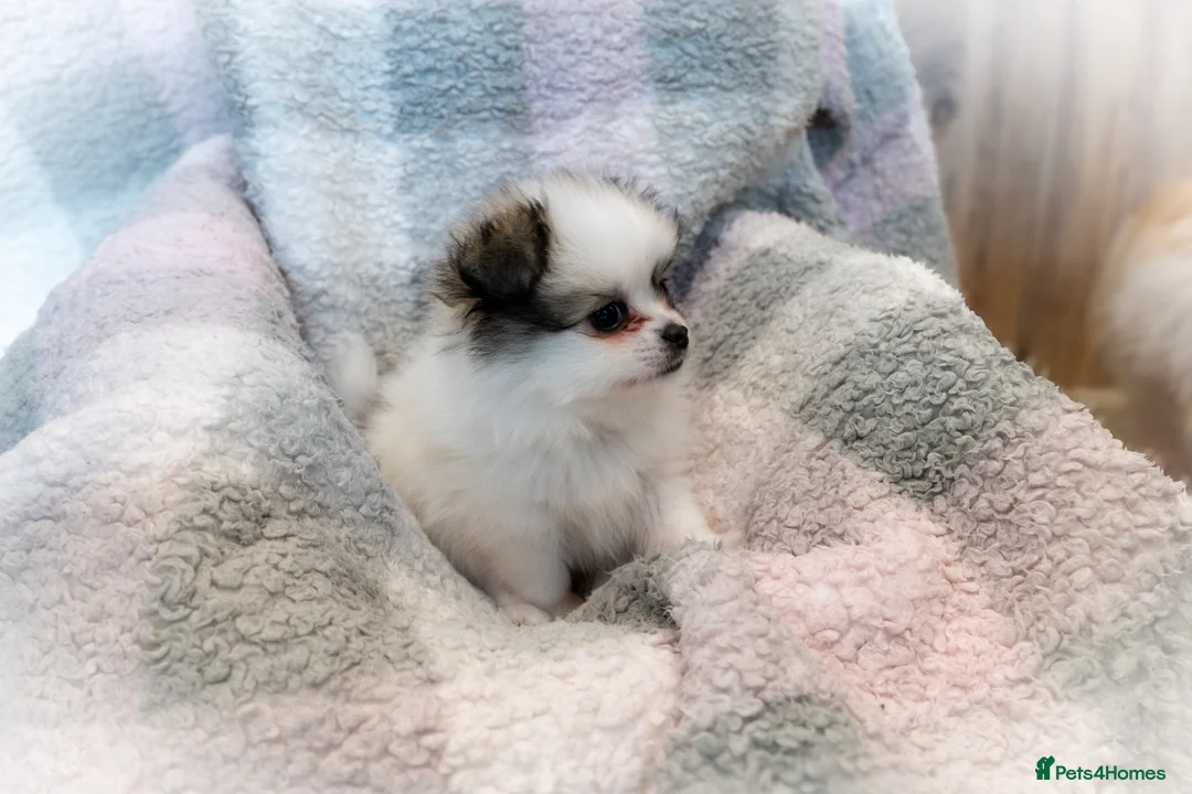 Mixed Breed dogs for sale: Shiranian-shihtzu cross pomeranian  - Advert 9