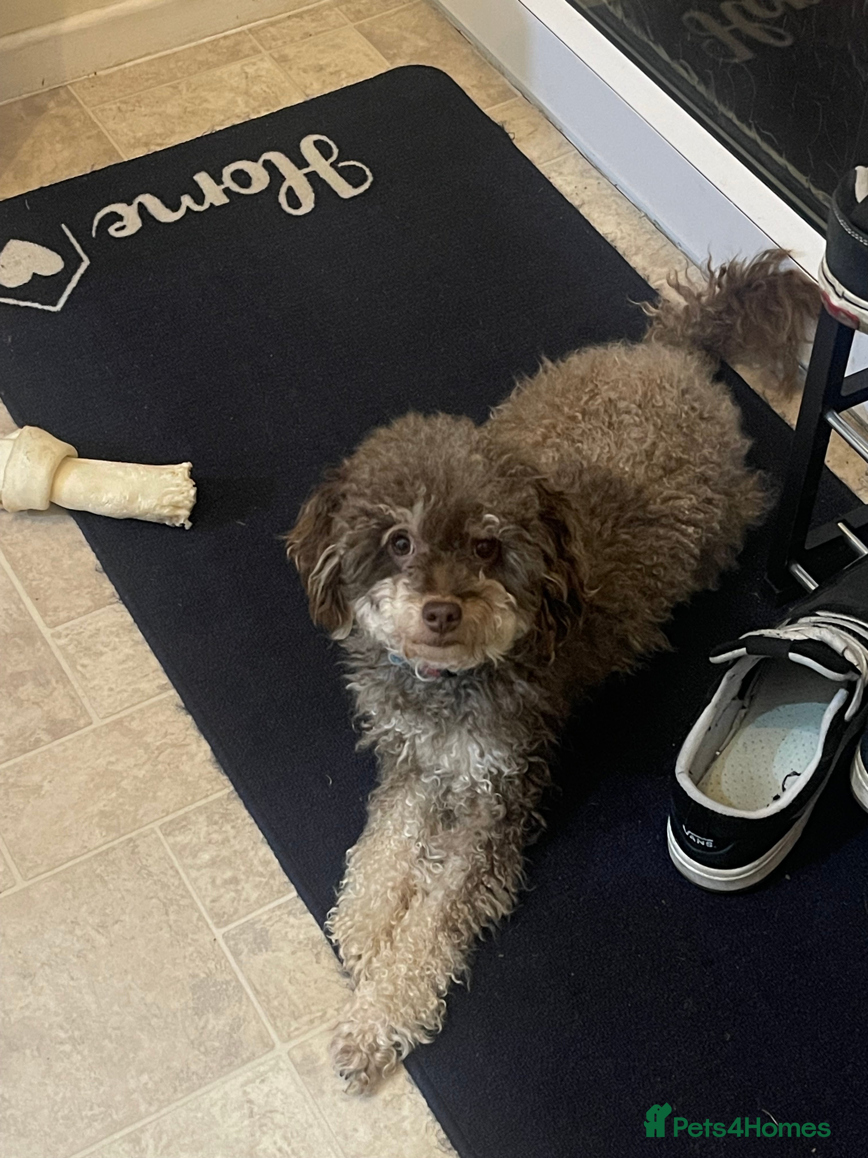 Toy Poodle dogs Chocolate Phantom Toy poodle - Advert 15