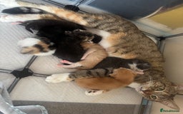 Mixed Breed cats for sale: Male ginger and white male  - Image 6
