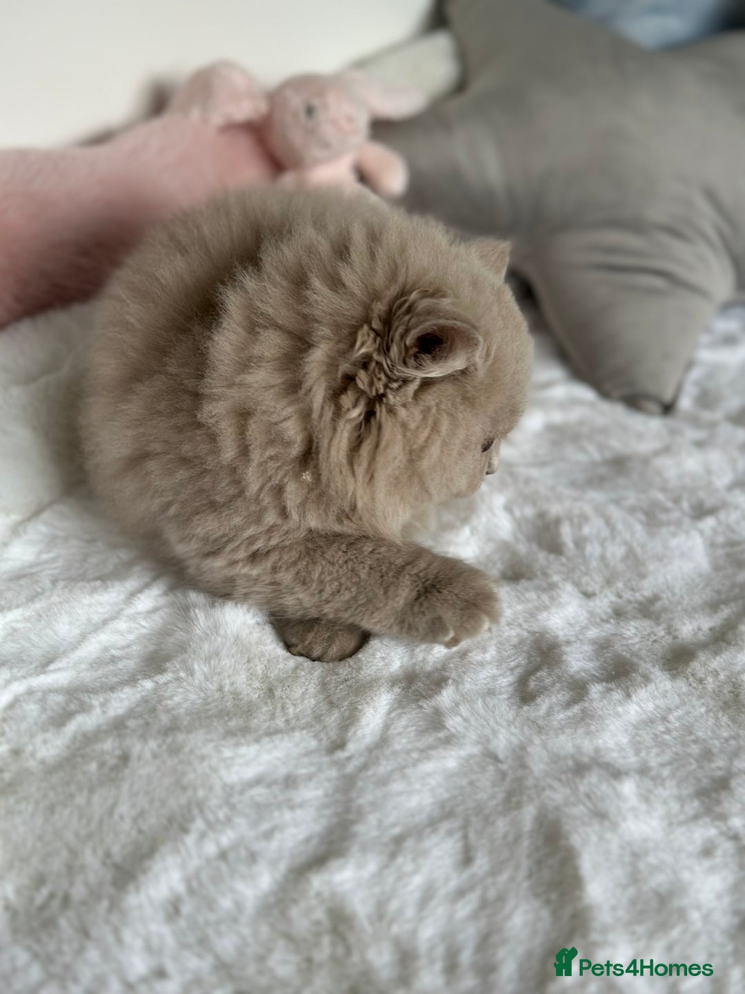 British Longhair cats for sale: Ready 🐻British Longhair chunky kittens💎🧸 - Image 19