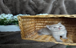 British Shorthair cats for sale: British short hair rainbow 🌈 litter - Image 9