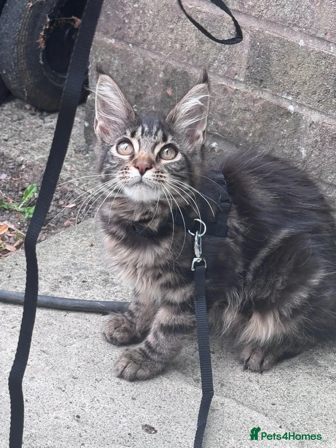 Maine Coon cats for sale: Full Maine Coon - Advert 1