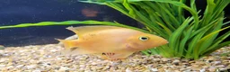 Cichlids fish for sale: Parot cichlid fish for sale - Advert 5