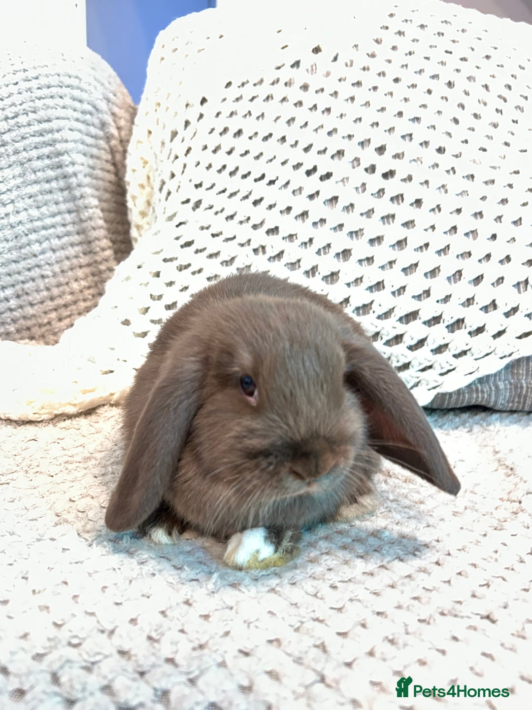 Mini Lop rabbits for sale: Pure Mini Lop Baby Rabbits  - Advert 10