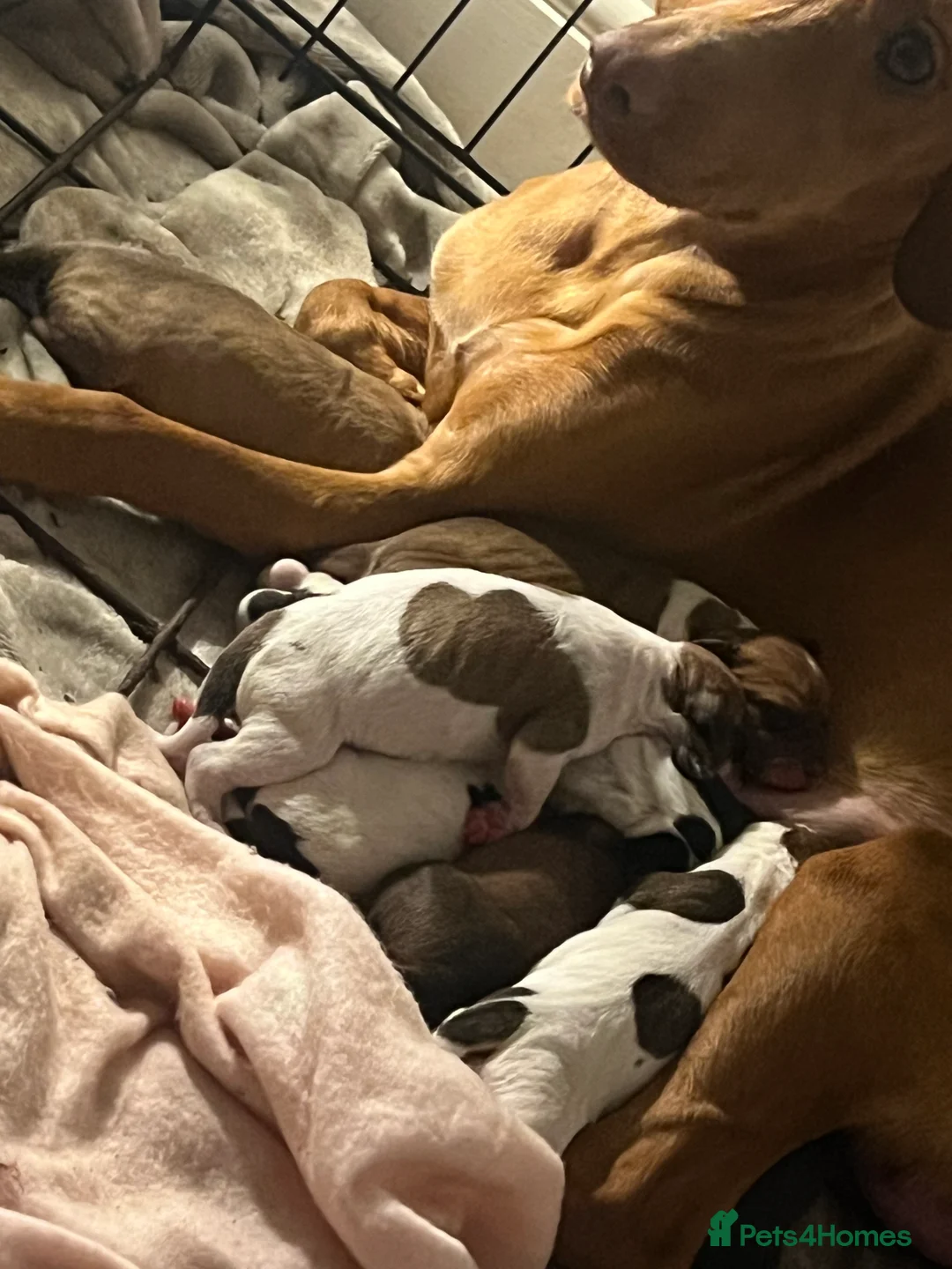 Mixed Breed dogs for sale: Vizsla X Whippet puppies - Advert 8