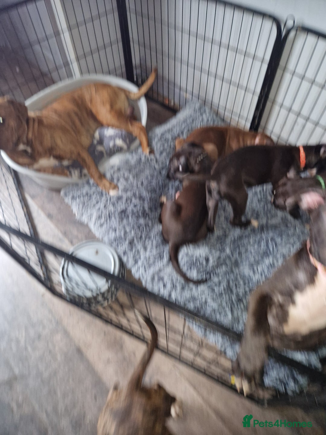 Mixed Breed dogs for sale: Presa/American Johnson bulldog - Image 6