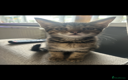 Domestic Shorthair cats for sale: 4 kittens ready to leave now - Image 8