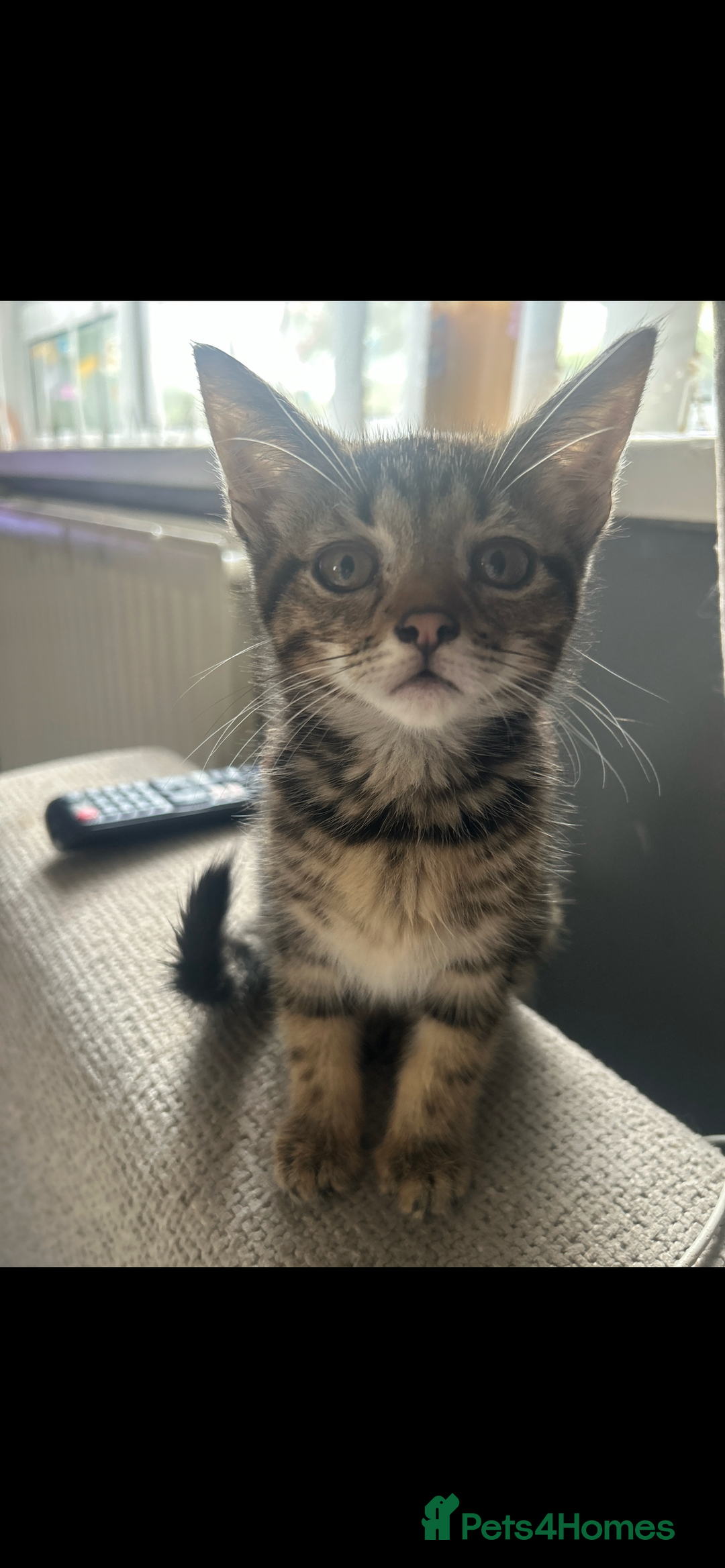 Domestic Shorthair cats for sale: 4 kittens ready to leave now - Image 8