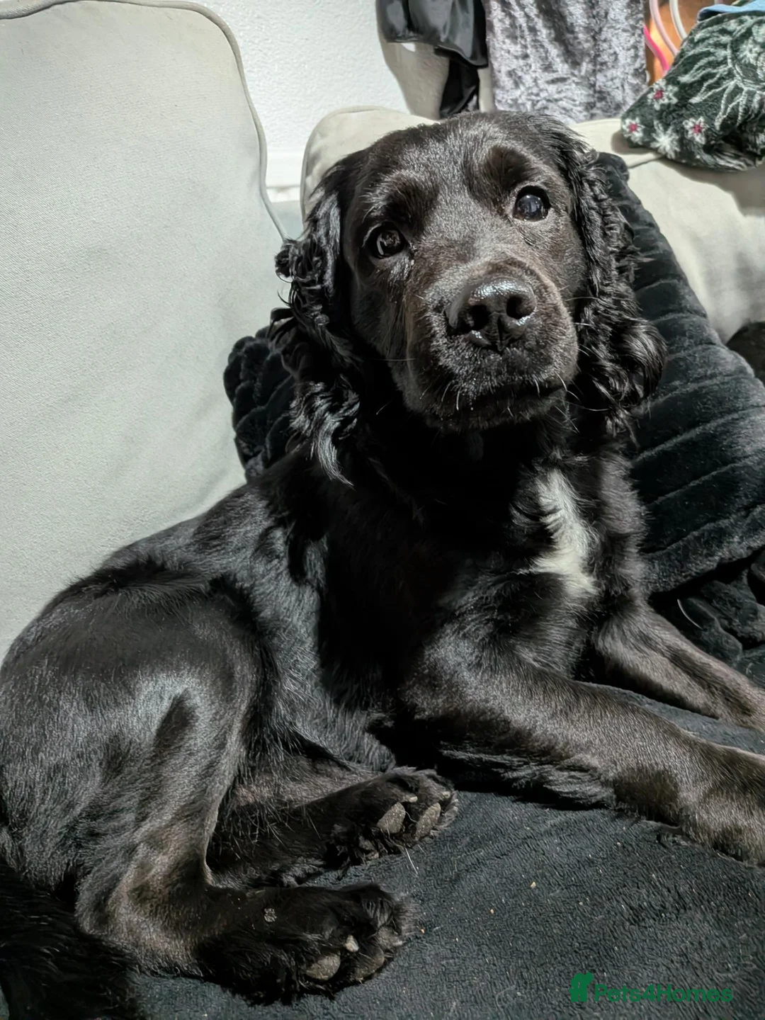 Cocker Spaniel dogs for sale: 5 yr old cocker spaniel  in Sleaford - Advert 2