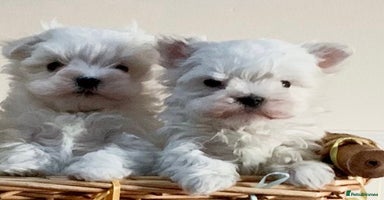 Maltese dogs - Advert 2