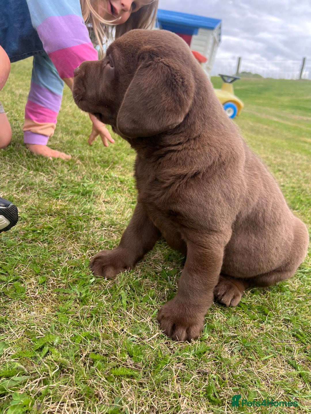Labrador Retriever dogs for sale: Chunky Chocolate Labrador Puppies - Image 9