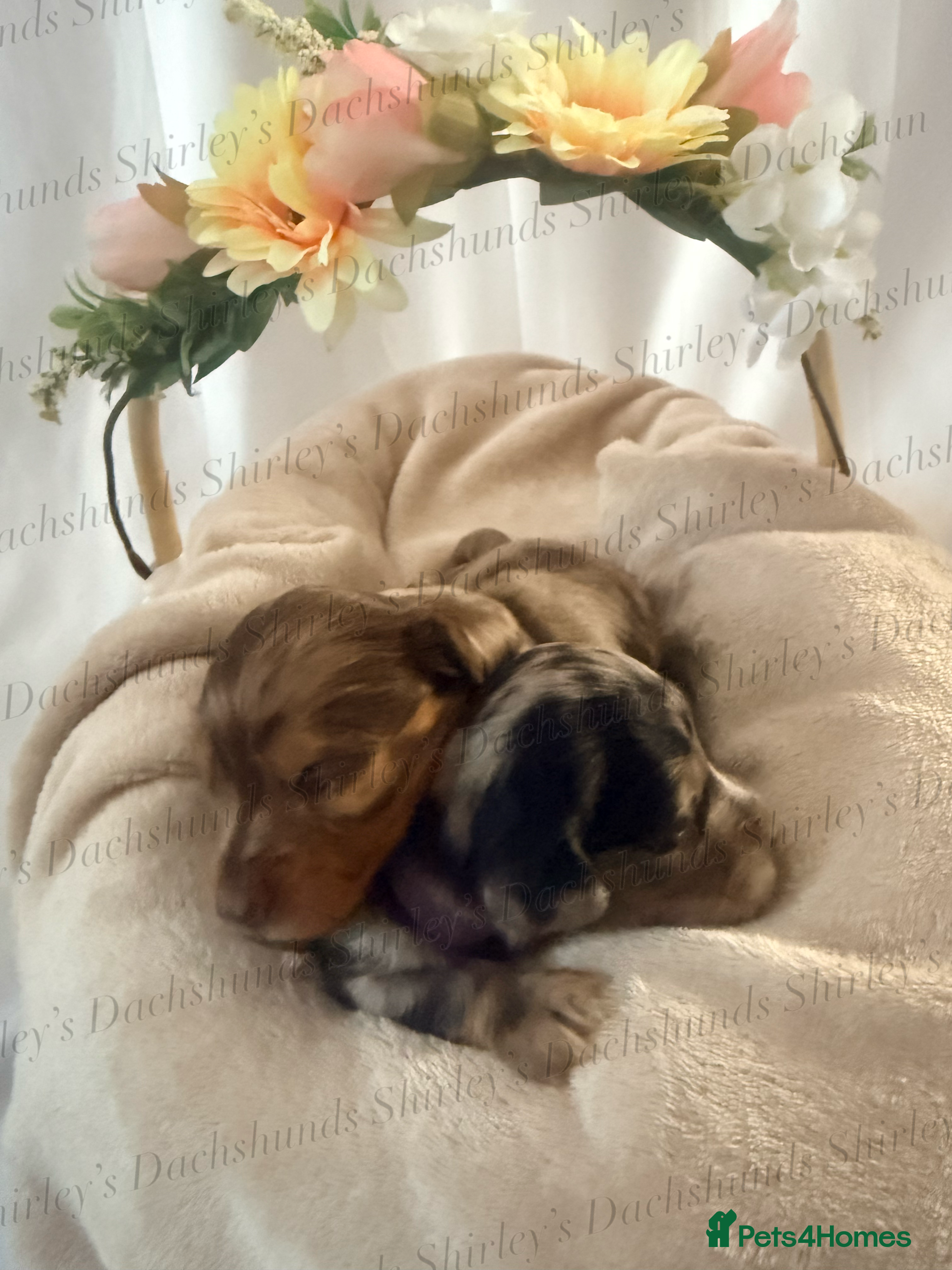 Miniature Dachshund dogs Longhaired Miniature Dachshunds KC Registered  - Advert 2