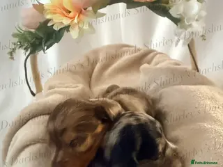 Miniature Dachshund dogs Longhaired Miniature Dachshunds KC Registered - Advert 2