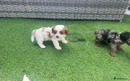Cavapoo dogs for sale: F1 cavapoo puppies for sale - Image 13
