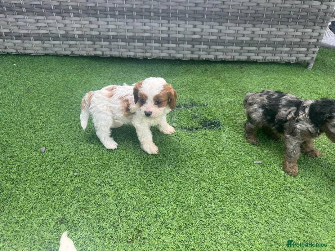 Cavapoo dogs for sale: F1 cavapoo puppies for sale - Image 13