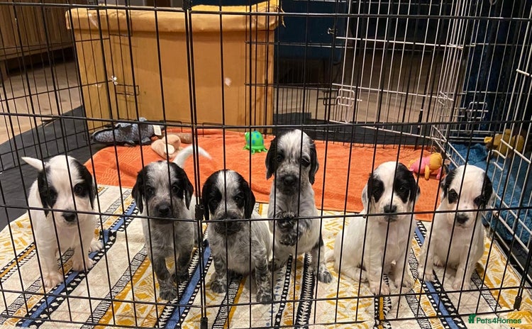 Cocker Spaniel dogs - Advert 2