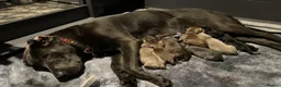 Labrador Retriever dogs for sale: 🐶 KC LABRADOR PUPPIES DUE SOON 🐶 - Advert 8