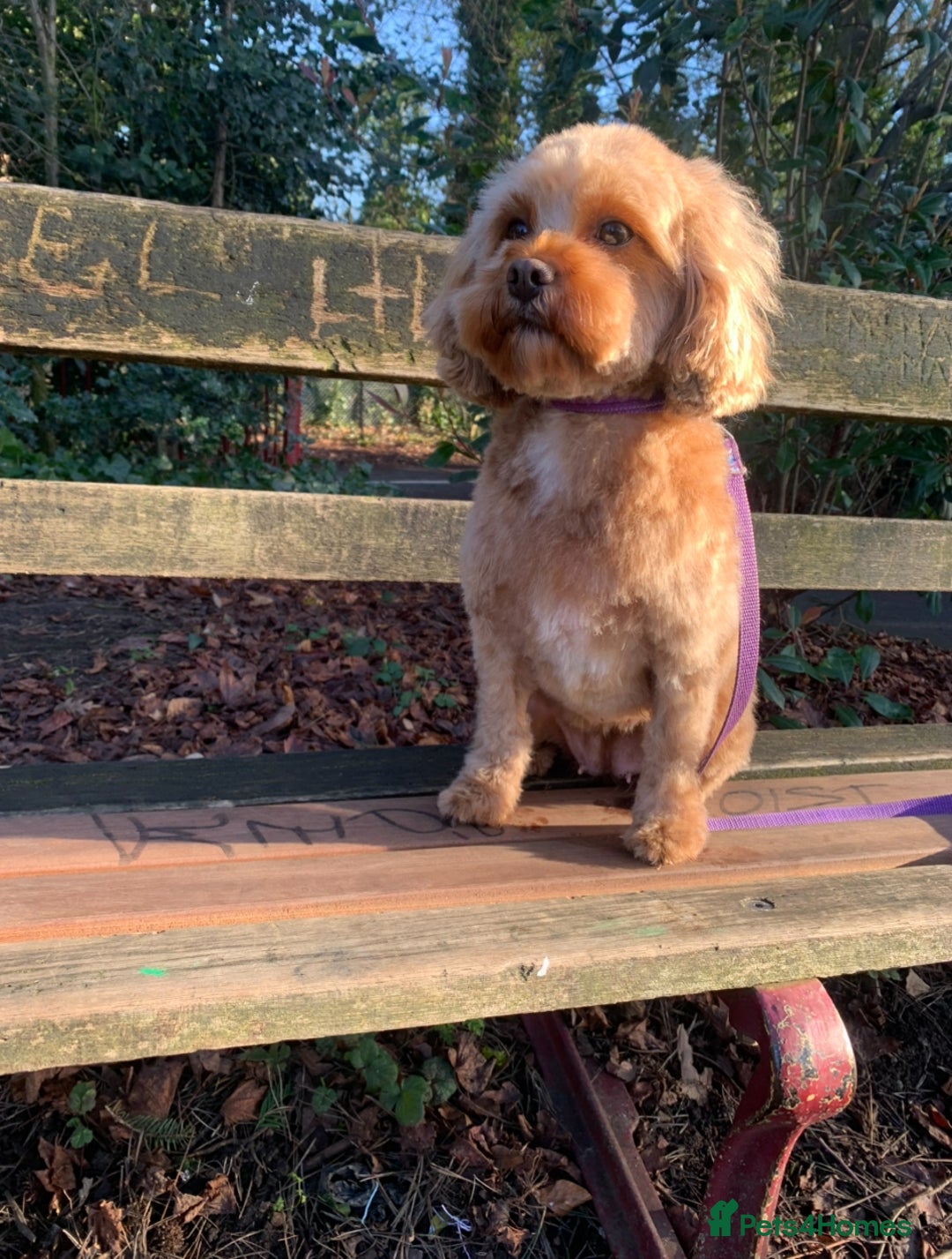Cavapoo dogs for sale: F1B Red Toy Cavapoos- Health Tested  ************  - Advert 18