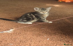 Mixed Breed cats for sale: Mixed bread female kittens  - Image 8