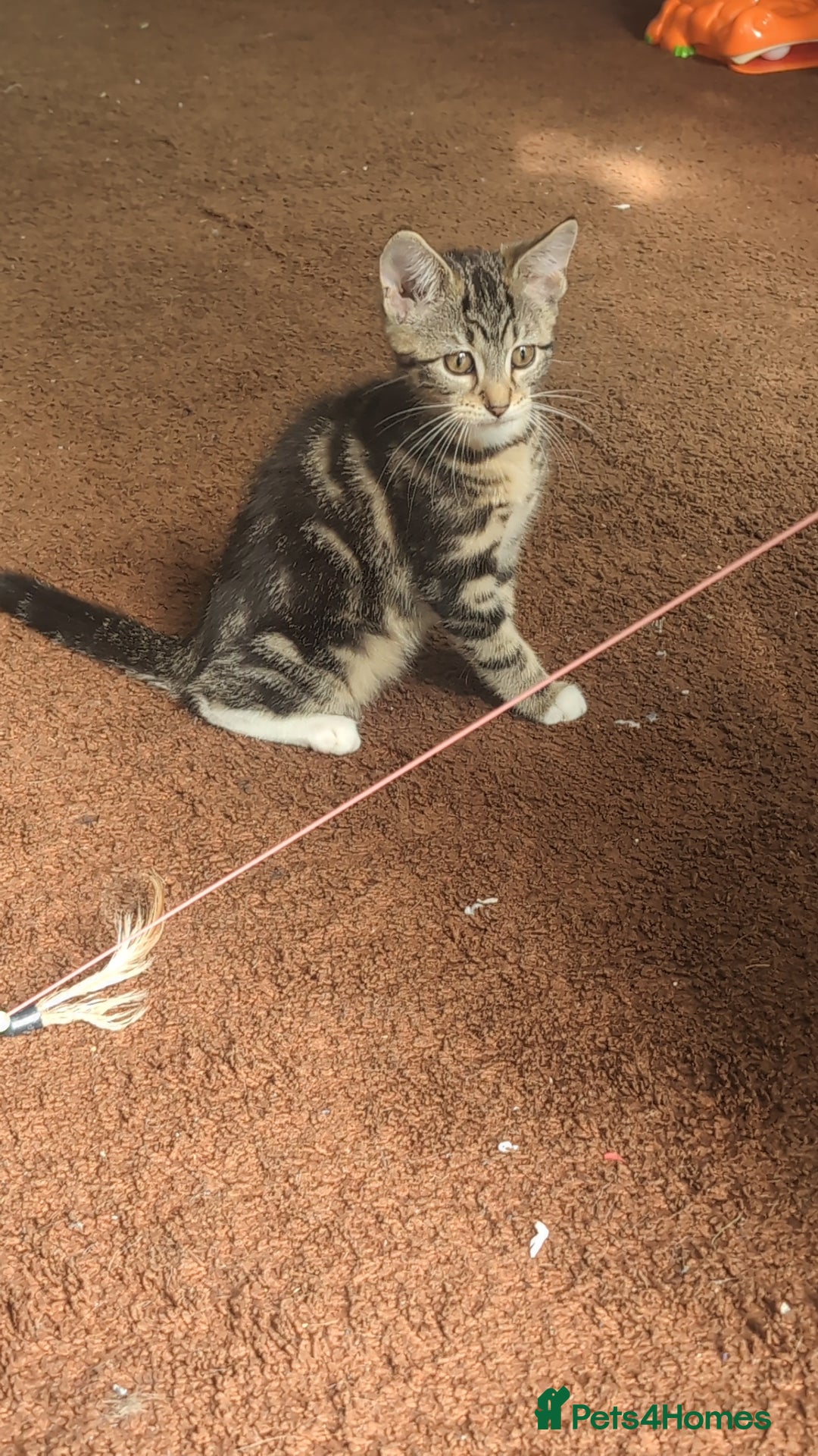 Mixed Breed cats for sale: Mixed bread female kittens  - Image 8