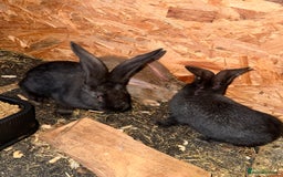 Continental Giant rabbits for sale: 2x Black Pure Giant Continental Bucks  - Image 7