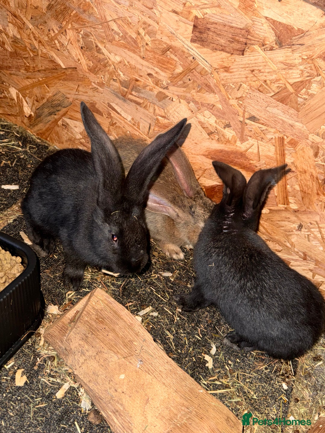 Continental Giant rabbits for sale: 2x Black Pure Giant Continental Bucks  - Image 7